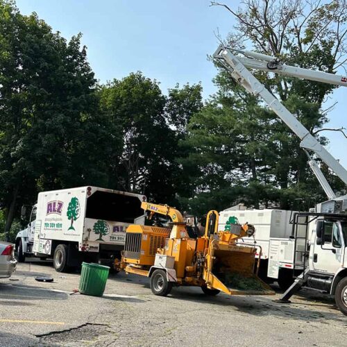 Commercial tree services